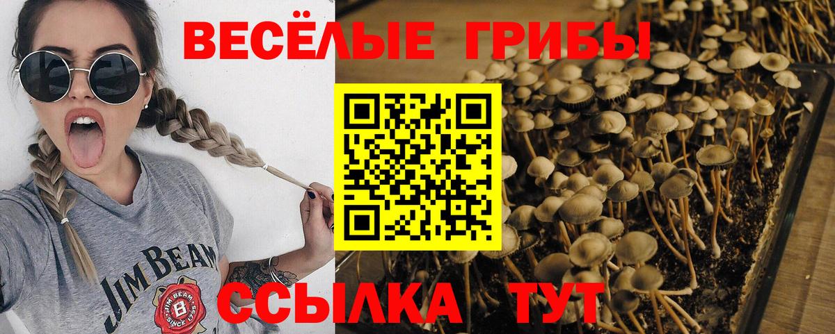 Партизанск  где купить наркотик  Вход с VPN  Псилоцибиновые грибы Psilocybe 